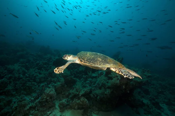 Черепаха Яструб Червоному Морі — стокове фото