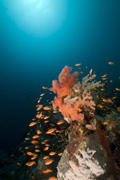 Coral Reef Reef Fish Red Sea — Stock Photo, Image