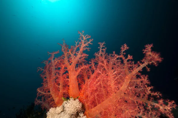 Coral reef and reef fish in the Red Sea.