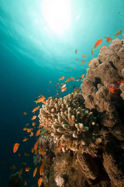 Paisagem Subaquática Mar Vermelho — Fotografia de Stock