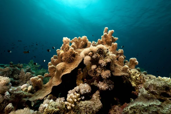 Kızıl Deniz Deki Sualtı Manzarası — Stok fotoğraf