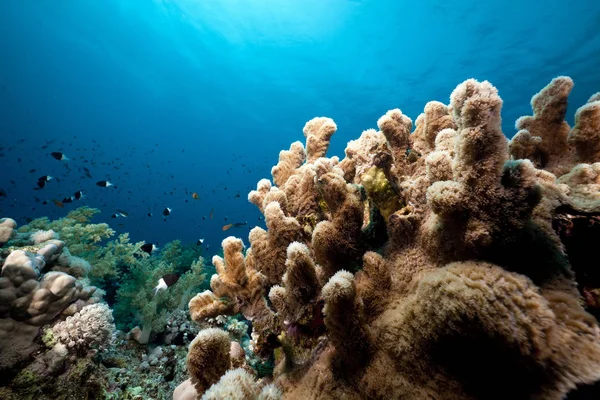 Підводні Краєвиди Червоного Моря — стокове фото