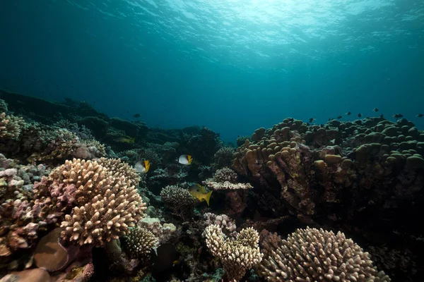 Undervattensmiljö Röda Havet — Stockfoto