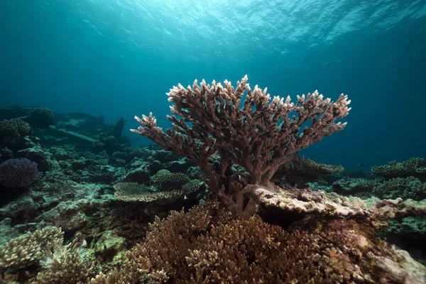 Undervattensmiljö Röda Havet — Stockfoto
