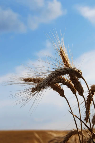 Uši Kukuřice Pole Zemědělství — Stock fotografie