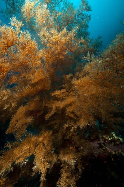 Черные Кораллы Ветвящиеся Красном Море — стоковое фото