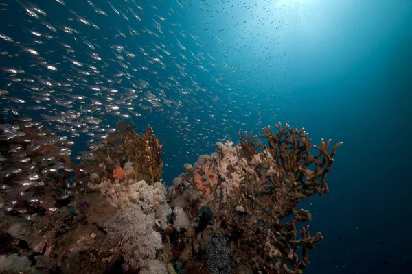 Γυάλινα Ψάρια Και Κοραλλιογενή Ύφαλο Στην Ερυθρά Θάλασσα — Φωτογραφία Αρχείου