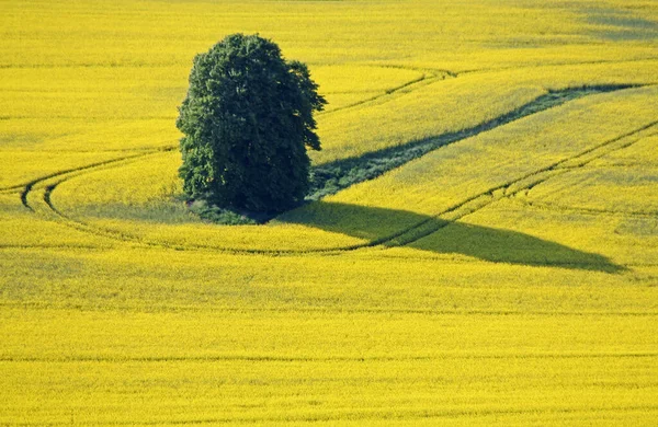 Vacker Utsikt Över Naturen Landskap — Stockfoto