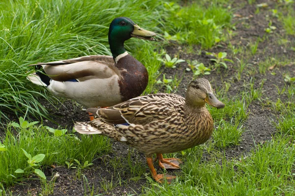 Canards Dans Parc — Photo