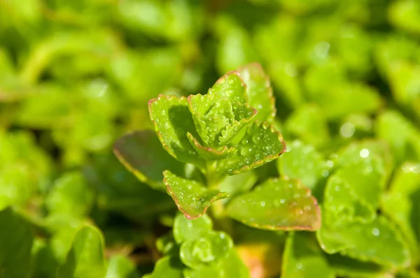 Yağmur Damlalı Sedum Yakın Plan — Stok fotoğraf