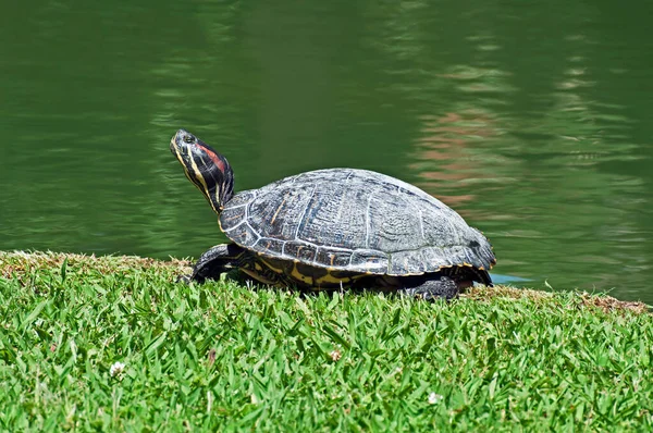 Schildpad Natuur Park Lissabon Portugal Stad Landschap — Stockfoto