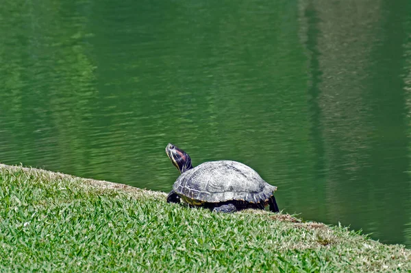 Parque Natural Tortuga Lisboa Portugal Paisaje Urbano — Foto de Stock