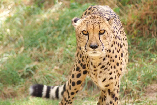 Leopard Dravec Velká Kočka — Stock fotografie