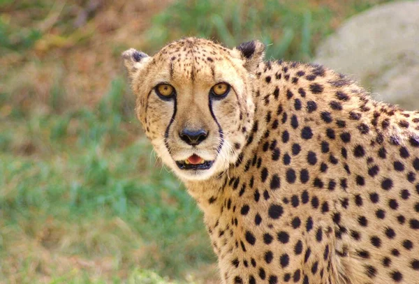 Leopardo Caçador Grande Gato — Fotografia de Stock