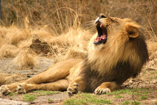 Lion Ready Bed — Stock Photo, Image