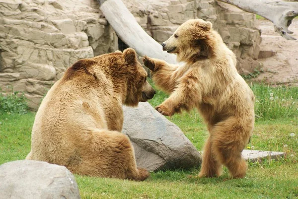 動物園での動物の閉鎖 — ストック写真