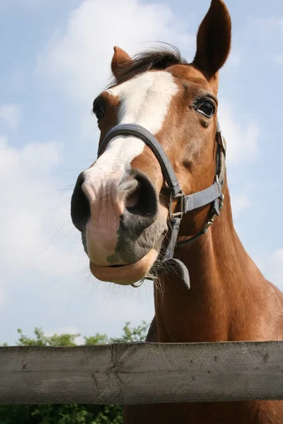 Schattig Paard Overdag Beschoten — Stockfoto