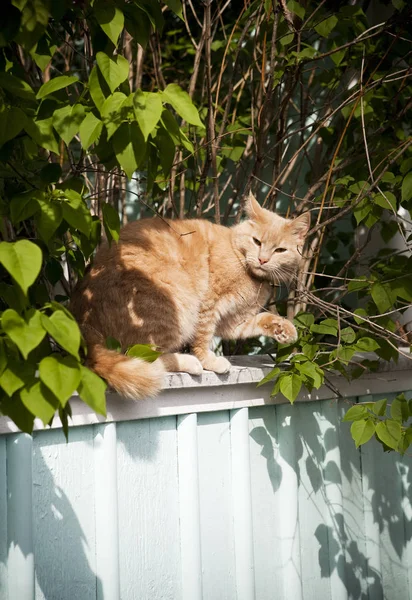 Gato Una Cerca —  Fotos de Stock