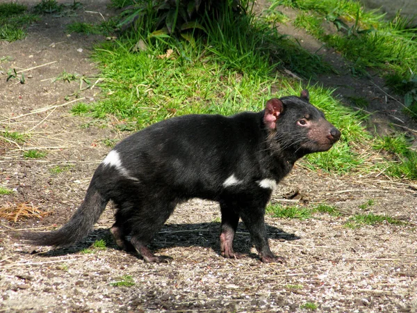 Tasmanska Djävulen Sarkofilus Harrisii Sedd Från Sidan — Stockfoto