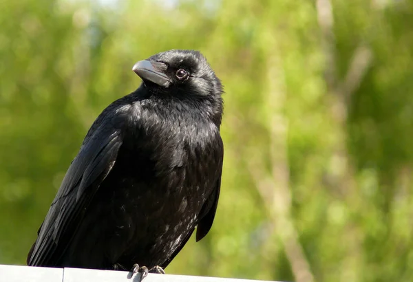 Uccello Tema Pittoresco Colpo — Foto Stock