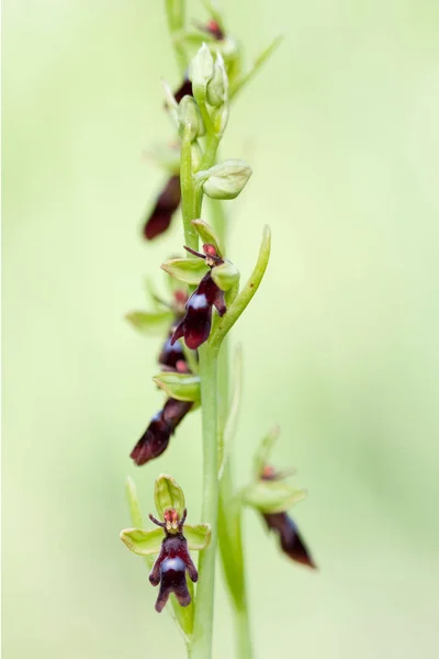 Orchidej Květina Flóra — Stock fotografie