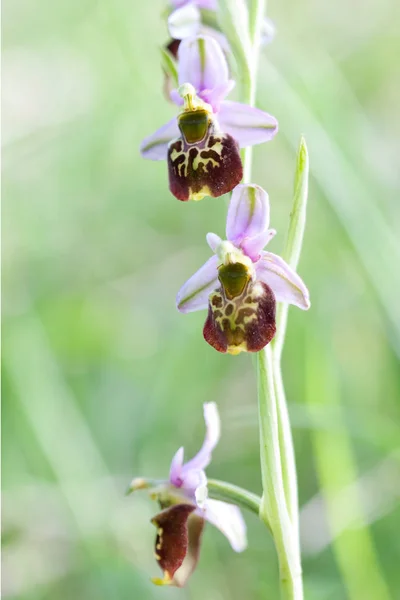 Orchidée Fleur Plante Flore — Photo