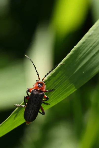 Coléoptère Solitaire Cantharis Rustica — Photo