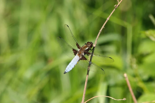 Plattbauchlibelle Libellula Depressa Самец Ветке — стоковое фото