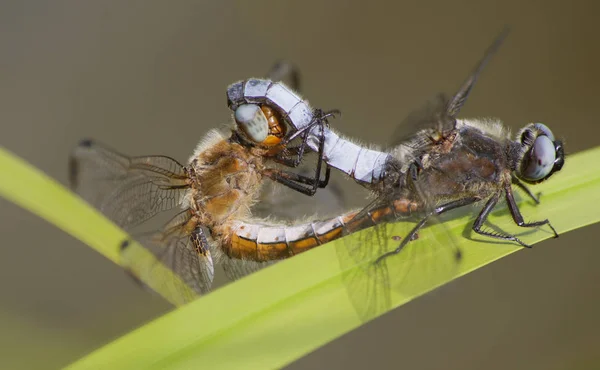 Vue Macro Rapprochée Insecte Libellule — Photo