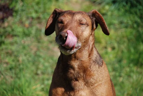 Vista Panoramica Del Cane Cucciolo Carino — Foto Stock