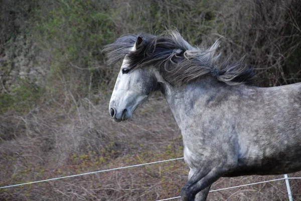 Cavalo Garanhão Animal Selvagem Natureza — Fotografia de Stock