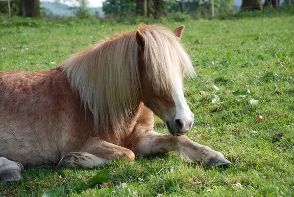 Hästar Utomhus Dagen — Stockfoto