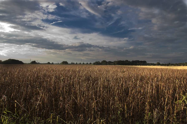 Landwirtschaft Feld Landschaft Land Land — Stockfoto