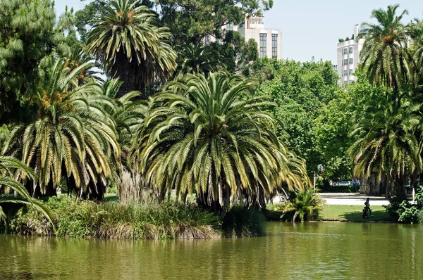 Portugal Lake Water Reflected Nature Palm Tree Shrub — Stock Photo, Image