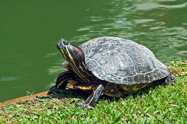 Schildpad Natuur Park Lissabon Portugal Stad Landschap — Stockfoto