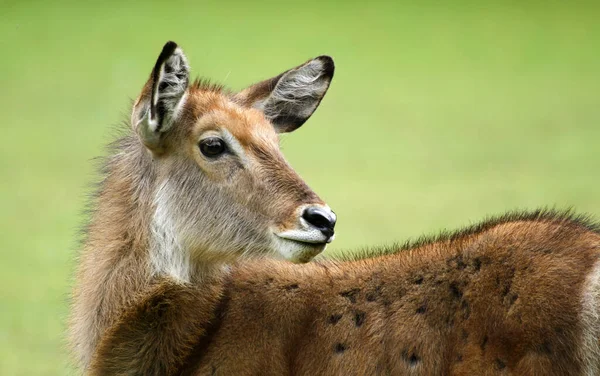 Wasserbock Große Antilope Tier Natur Fauna — Stockfoto