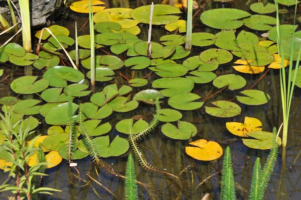 Närbild Vacker Lilja Blomma — Stockfoto