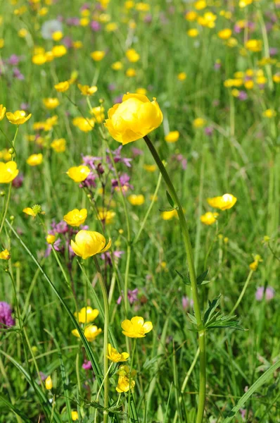 Bellissimi Fiori Sfondo Concetto Floreale — Foto Stock