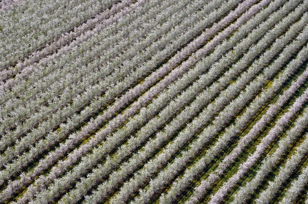 Vista Aérea Pomar Mecklenburg — Fotografia de Stock