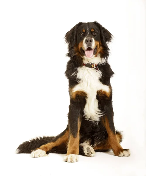 Bernese Mountain Dog Dog Suíça Tipo Family Dog Sentado Retrato — Fotografia de Stock