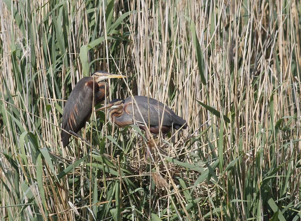 Scenic View Heron Bird Nature — Stock Photo, Image