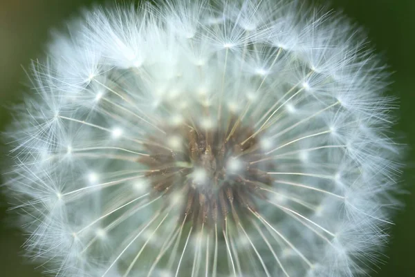 Lightness Dandelion Its Seed Always Fascinating — Stock Photo, Image