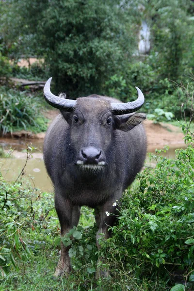 Bölény Növényevő Állatok Vadon Élő Állatok — Stock Fotó