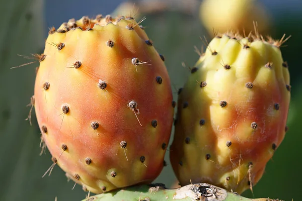 Spain Chumbos Prickly Pear — ストック写真