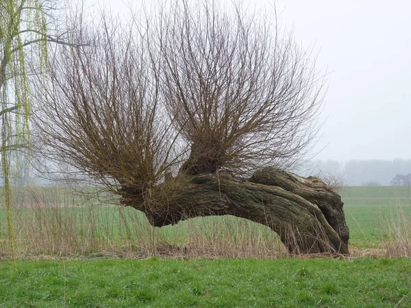 Pittoresk Utsikt Över Naturen — Stockfoto