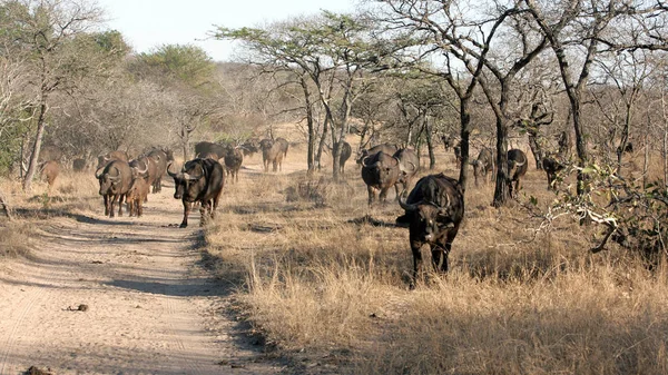 Herd African Buffalo Kruger National Park Thornybush Kruger National Park — Foto Stock
