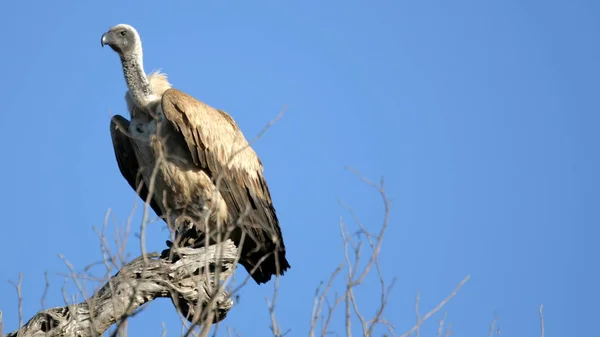 Vulture Thornybush Kruger National Park África Sul — Fotografia de Stock