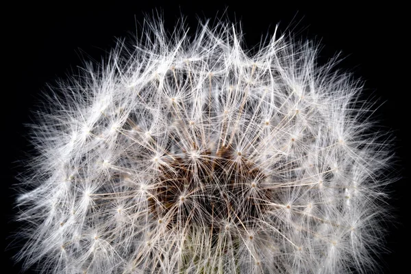 Detalle León Sobre Fondo Negro — Foto de Stock