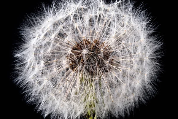 Een Detail Van Een Paardebloem Tegen Een Zwarte Achtergrond — Stockfoto