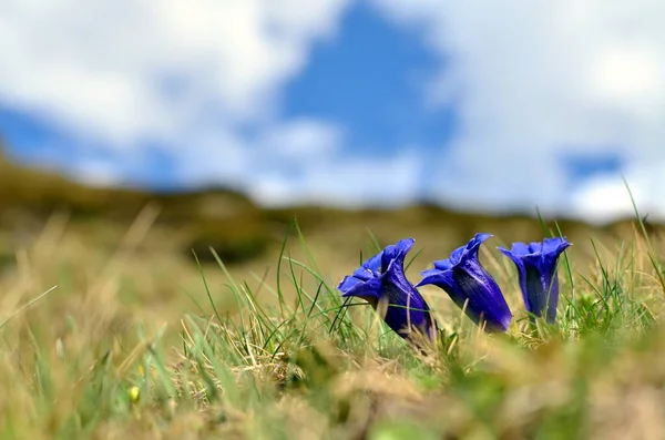草原のジーンチの花 — ストック写真